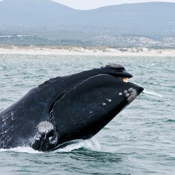 Zuid-Afrika-Hermanus-hoogtepunt-walvis1