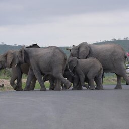 Zuid-Afrika-Hluhluwe-iMfolozi-rhino-ridge-safari-lodge-gamedrive-olifant