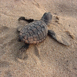 Zuid-Afrika-iSimangaliso-Wetland-thonga-beach-lodge-schildpad