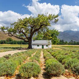 Zuid-Afrika-Kaapse-Wijnlanden-streek-7