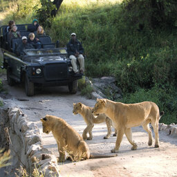 Zuid-Afrika-Kruger-Regio-Sabi-Sands-Lion-Sands-River-Lodge-safari-leeuwen