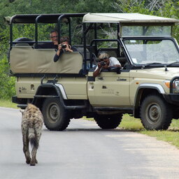 Zuid-Afrika-Kruger-Rhino-Post-Safari-Lodge-gamedrive