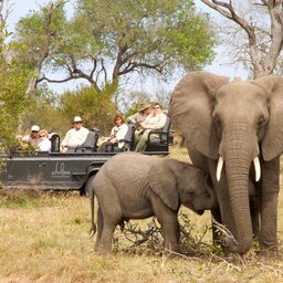 Zuid-Afrika-Sabi-Sands-Dulini-Leadwood-Lodge-game-drive