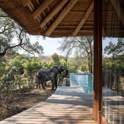 Zuid-Afrika-Sabi-Sands-Dulini-Leadwood-Lodge-olifant