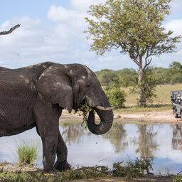 Zuid-Afrika-Sabie-Sands-Silvan-Safari-Lodge-gamedriva