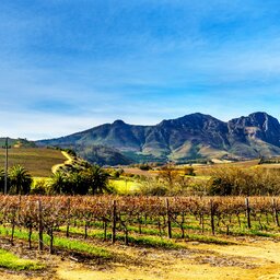 Zuid-Afrika-Stellenbosch-hoogtepunt