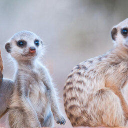 Zuid-Afrika-Tswalu-Kalahari-streek-hotel-Motse-wetu-16