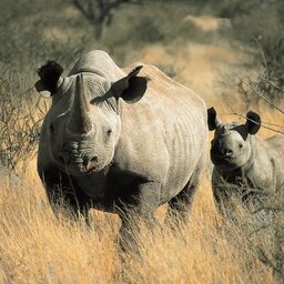 Zuid-Afrika-Tswalu-Kalahari-streek-wetu-3