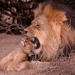 Zuid-Afrika-Tswalu-Kalahari-streek-wetu-5