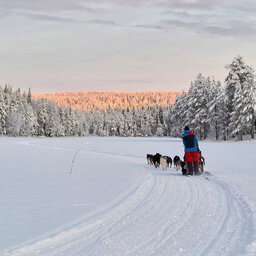 Zweden-Lapland-Gunnarsbyn-Arctic-Retreat-husky-safari