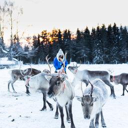 Zweden-Lapland-Harads-Loggers-Lodge-excursie-rendieren