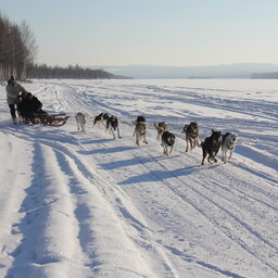 Zweden-Lapland-Harads-treehotel-johan-jansson-huskyJPG