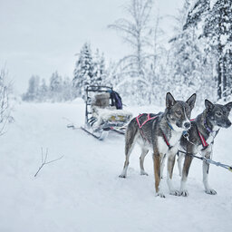 Zweden-Lapland-Harads-treehotel-johan-jansson-huskyslee