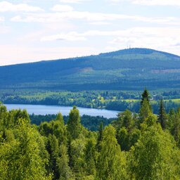 Zweden-Lapland-Harads-Treehotel-summer-natuur-3-lina-sophia-olovsson-2