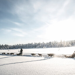 Zweden-Lapland-Kiruna-Fjellborg-Arctic-Lodge-huskysafari