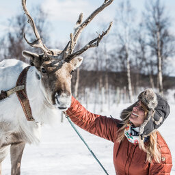 Zweden-Lapland-Kiruna-Fjellborg-Arctic-Lodge-rendier