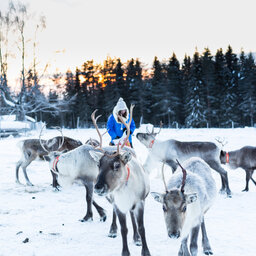 Zweden-Lapland-Loggers-Lodge-rendierboerderij