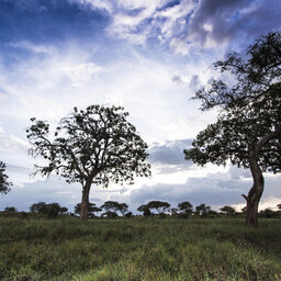 Tanzania-Tarangire-NP-Olivers-Camp-omgeving-bomen